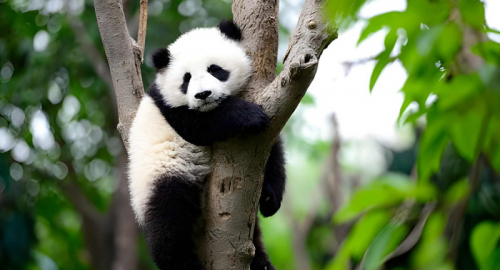 Un simbolo di speranza tra le foreste di nebbia: l�Italia e il mondo celebrano la Giornata Mondiale del Panda